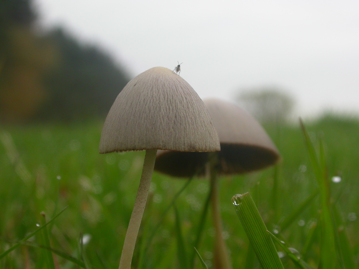 Mushrooms toadstools