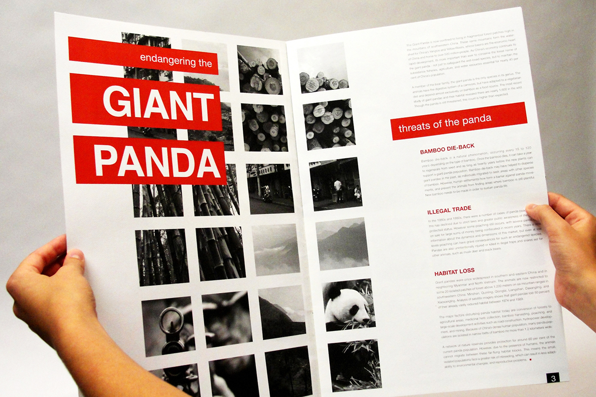 Panda  giant panda WWF World Wildlife Fund newsletter editorial editorial campagin donation
