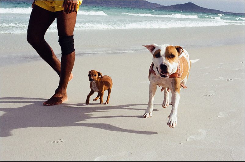 Cabo Frio Rio de Janeiro Brasil beach dogs puppy dog sea sand