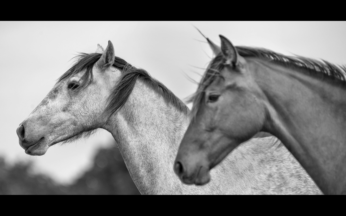 horse  equestrian  andalusian  Photography  BlackAndWhite black  white texas  Equus Beatriz posada