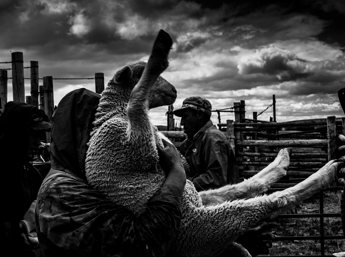 agriculture black and white Documentary  farm fine art Photography  photojournalism  sheep street photography