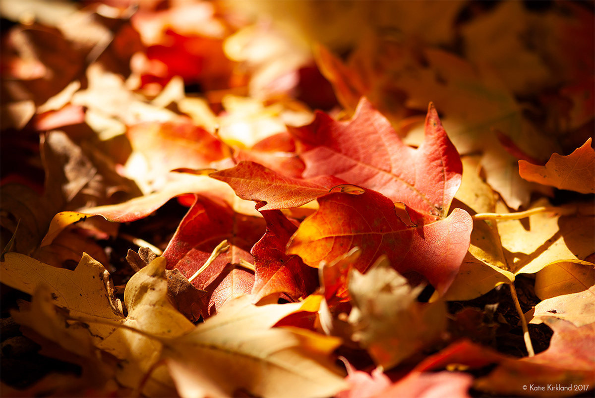 autumn Fall folliage forest leaf leaves maple red season seasonal