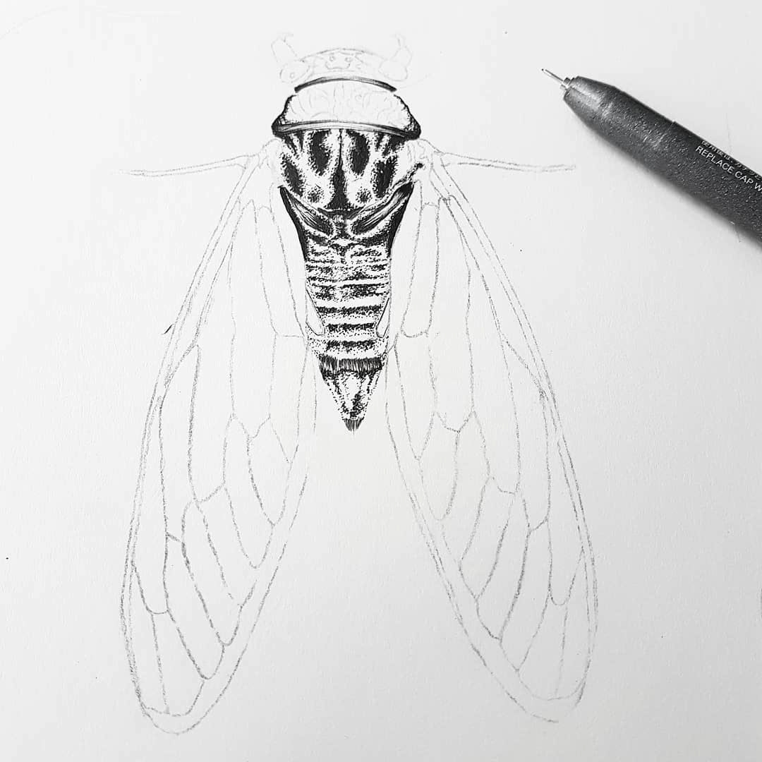 illustration of a cicada