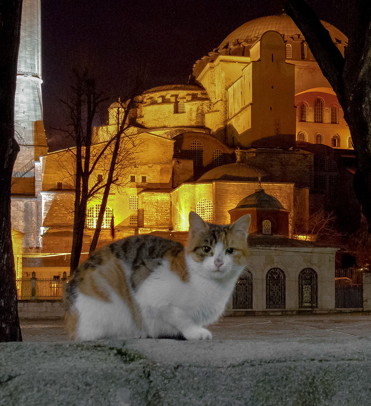 istanbul Turkey cats ancient culture friendly people