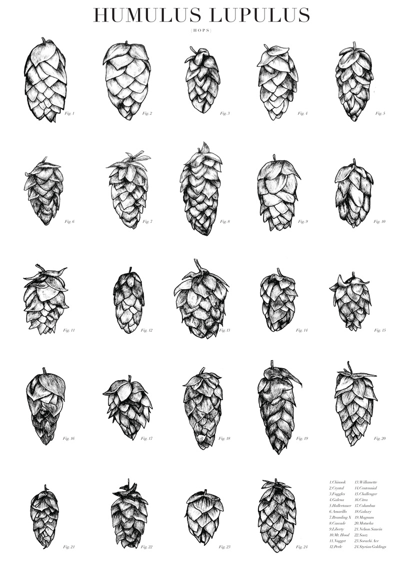 craft beer beer inkdrawing risograph Zine  tshirt apparel taste aesthetics hops scientific illustration botanical botanical illustration