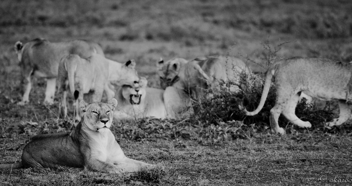 africa serengeti Sony Alpha Lions Tanzania wild Nature cheetah kusini sanctuary retreats okaroo