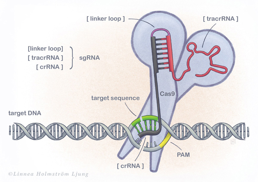 editorial scientific illustration informative illustration CRISPR CRISPR-Cas9 Cas9 Enzyme genetic scissors virus DNA helix Umeå University Mims Bacteria animals