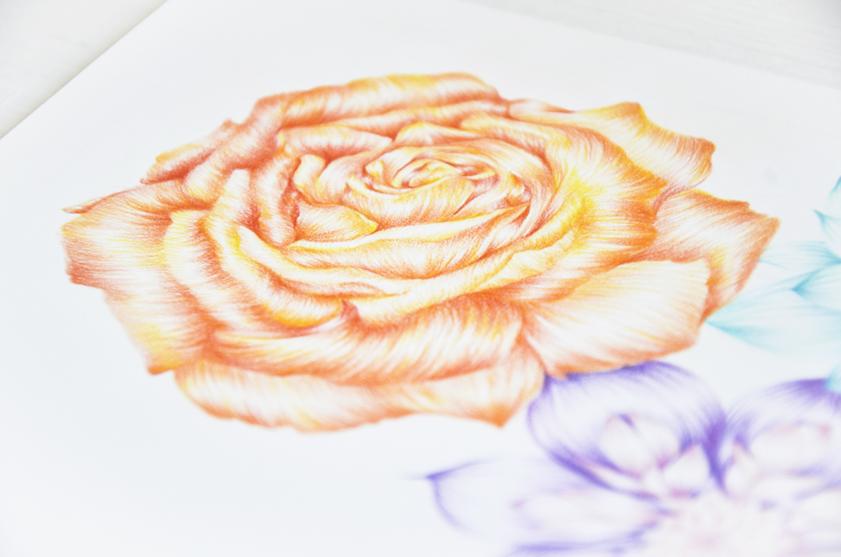 flower colors Nature pencil paper pattern graphic ILLUSTRATION  Project