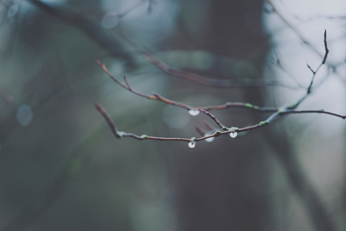 drops water forest aumtumn winter rain branches