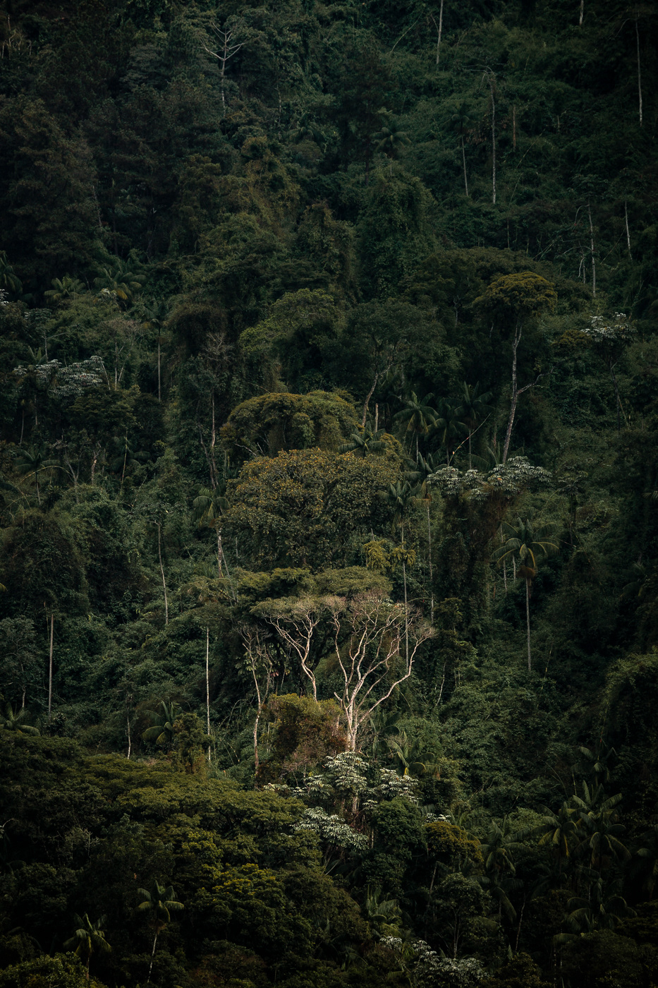 rain forest mantiqueira landscapes mata atlantica Photography  Nature fineartphotography fineartprints Brazil