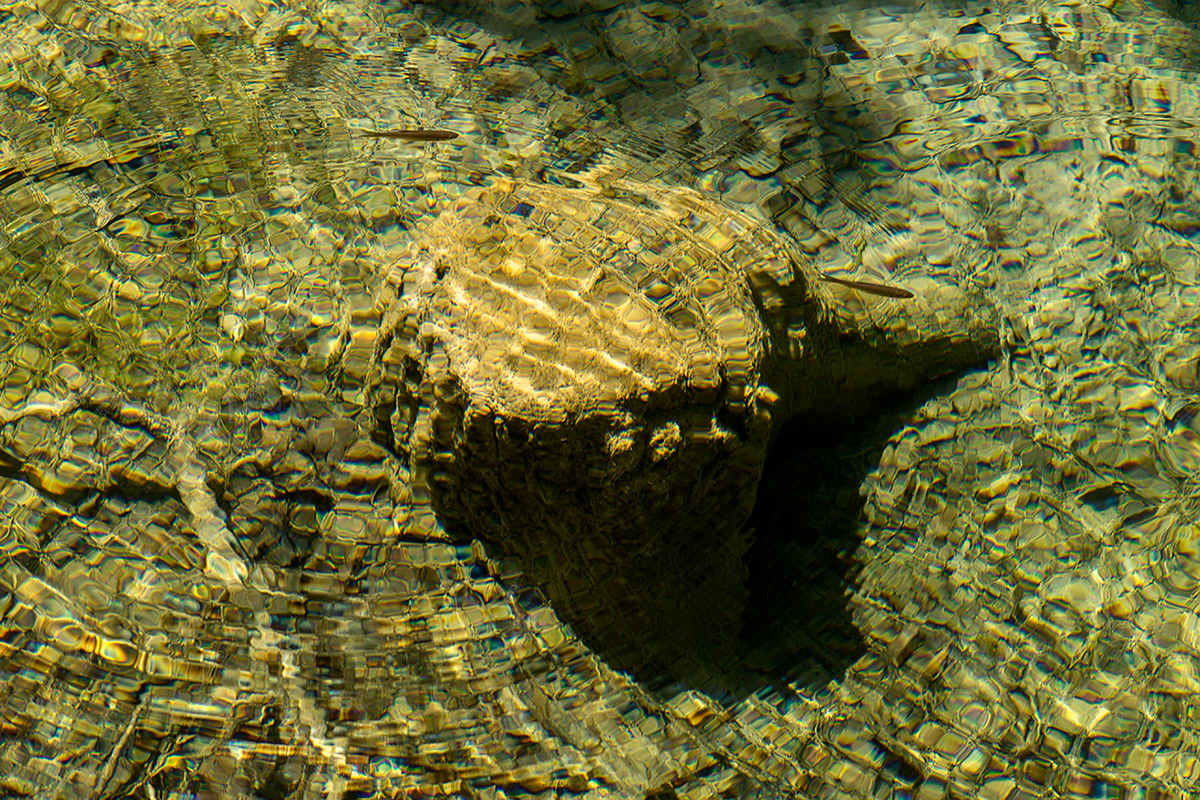 water lake blue fish Nature Trasparent reflection Tree  natural park Croatia plitvice