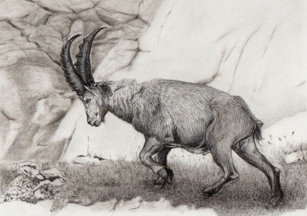 Original drawings animal drawings owl Alpine ibex bear buzzard wild animals mare realistic Illustrative