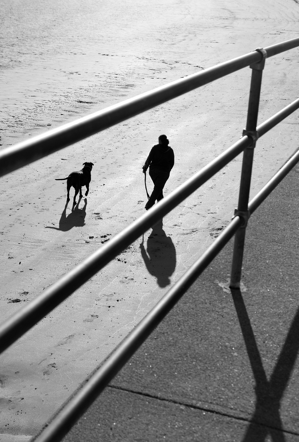 friend dog dogs Doggies Centaur beach Ocean Central Park Fisherman