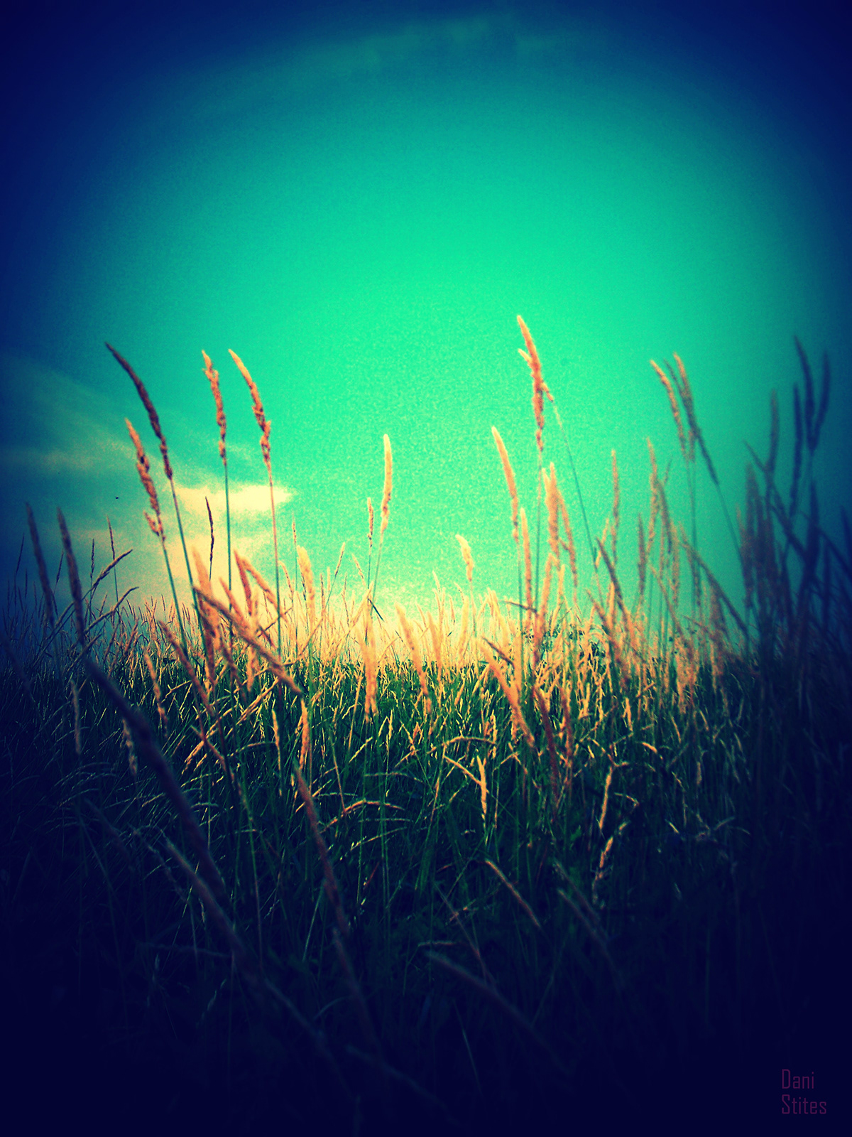 lake grass wheat weeds Nature Beach Colors color SKY natural