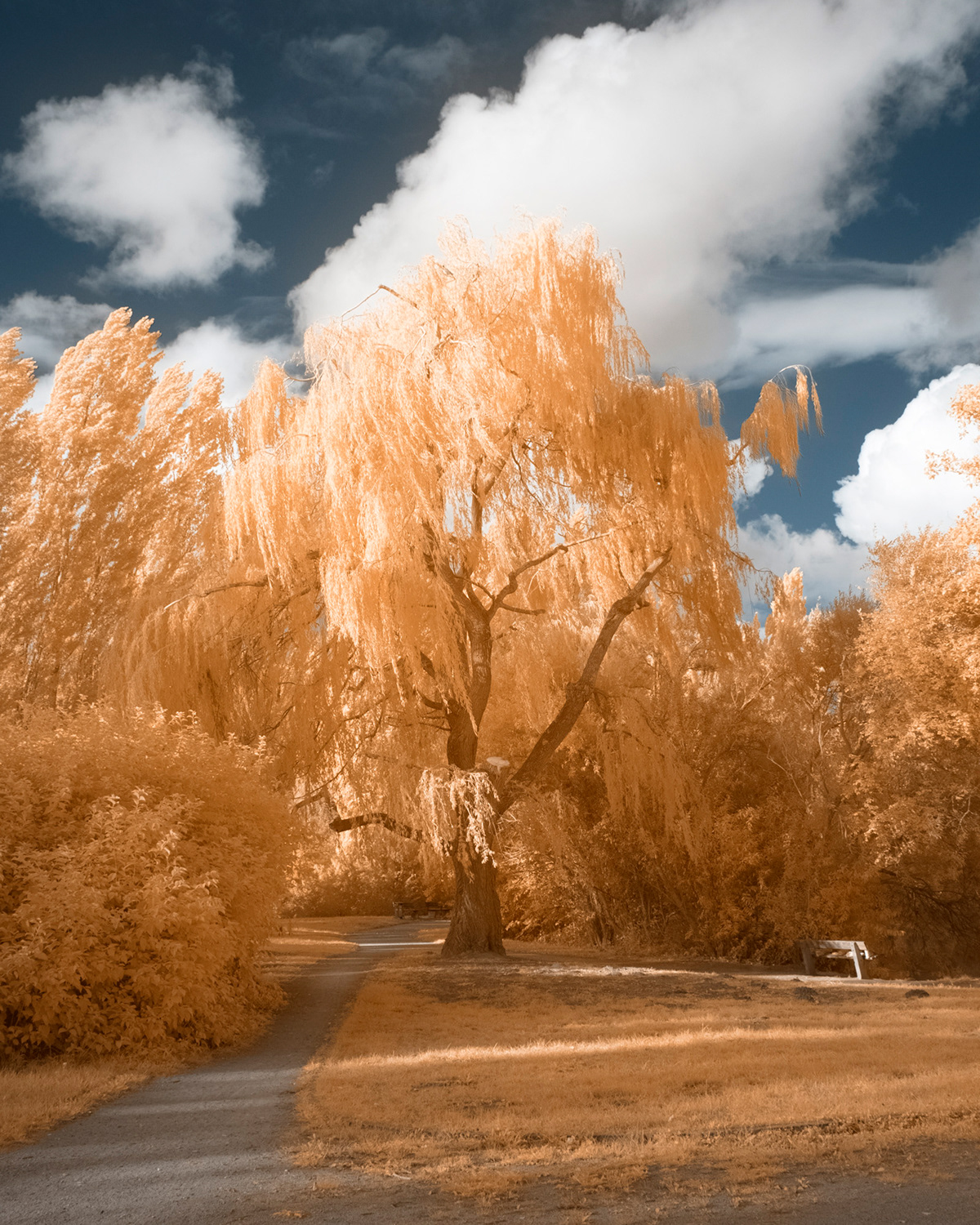 fujifilm infrared IR Landscape lightroom Nature Photography  X-T20