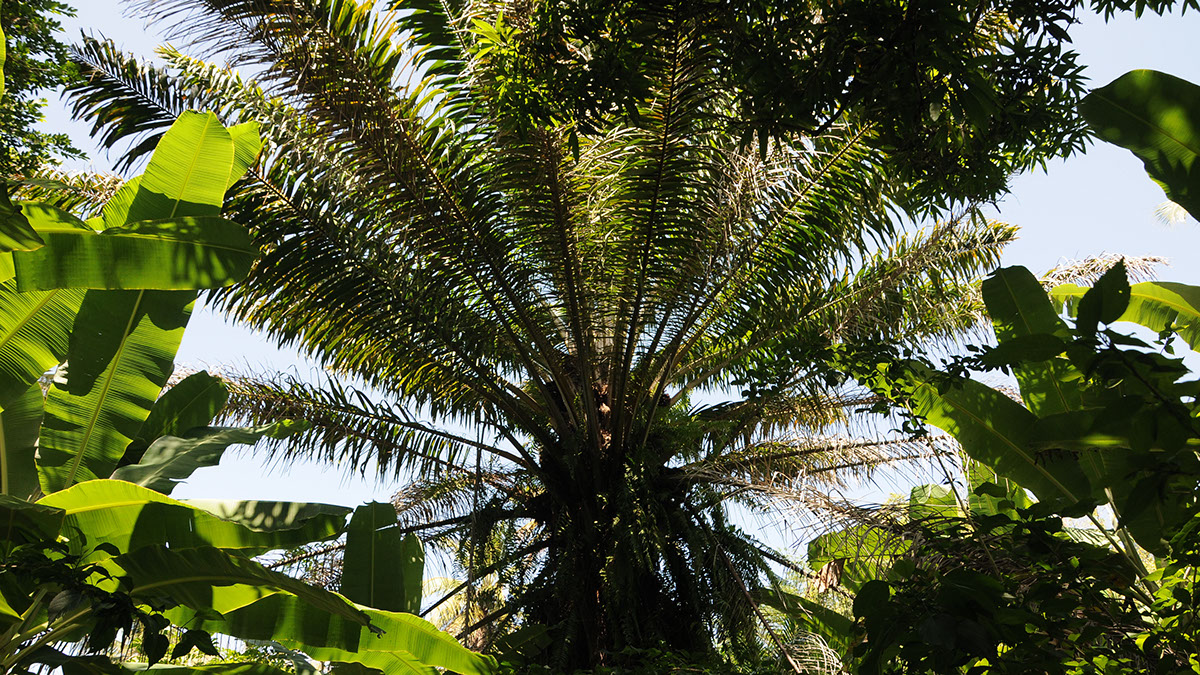Olio di palma Brasile reportage Elaeis guineensis Palm Oil photojournalism  story Work  Tree  palm