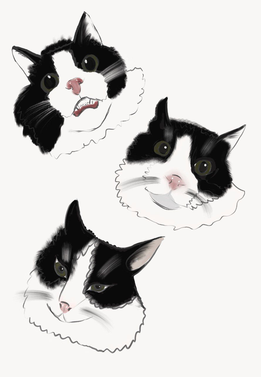 Cat Digital Art  Procreate sketch ILLUSTRATION 