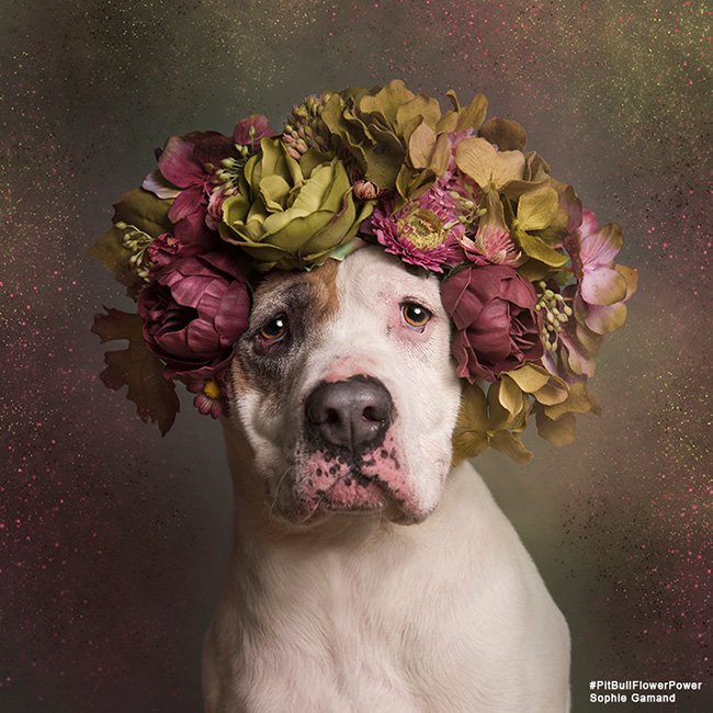 dog dogs Pet Pit Bull pit bulls flower power Flowers Sophie Gamand shelter dog rescue
