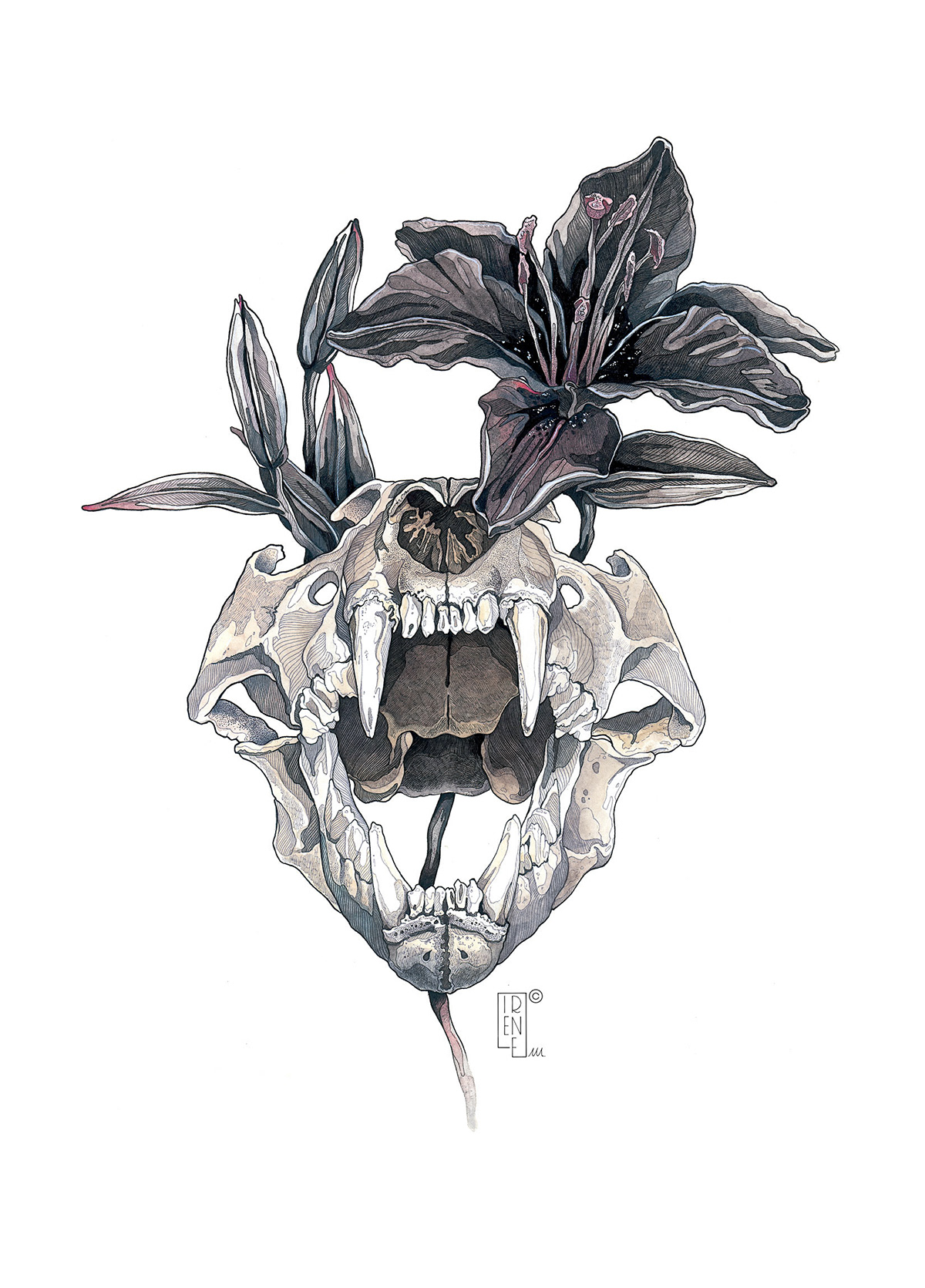 animalart inkdrawing lily lineart lioness mixedmediaart skull skullart watercolor watercolorpainting 