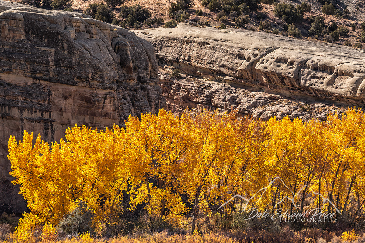 California changing seasons Colorado fall 2020 fall colors grand mesa hope valley Nature's beauty rockies sierra nevada