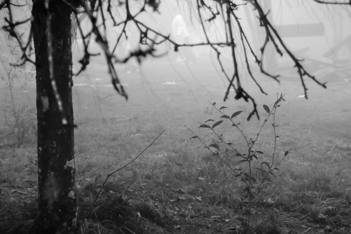 fog mist forest Landscape black and white