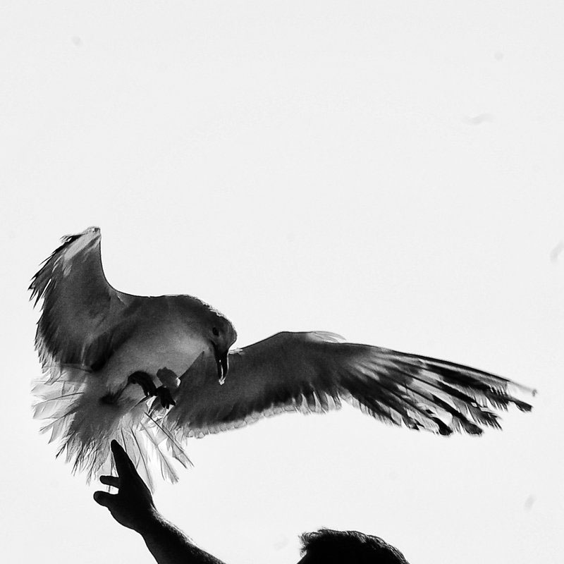 photo  birds  s Silhouette  Black White Tree  art analog