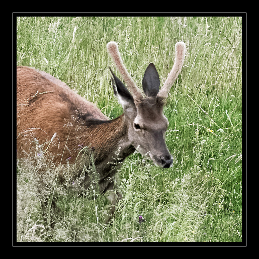 cerfs DAGUET grand-cerf Isabelle Cros quercy animalier tierfotografie 动物摄影 動物写真 鹿