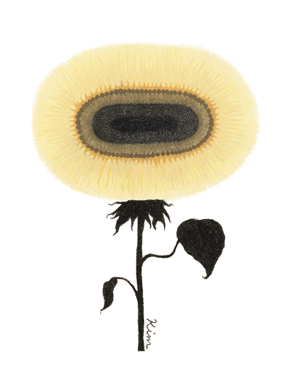 artbook Exhibition  flower Nature sunflower