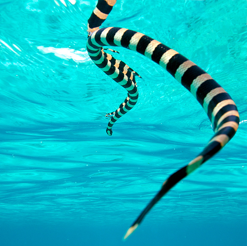 Водяная змейка. Морская змея Белчера. Морской Крайт змея. Крайт змея водяная. Кольчатый плоскохвост.