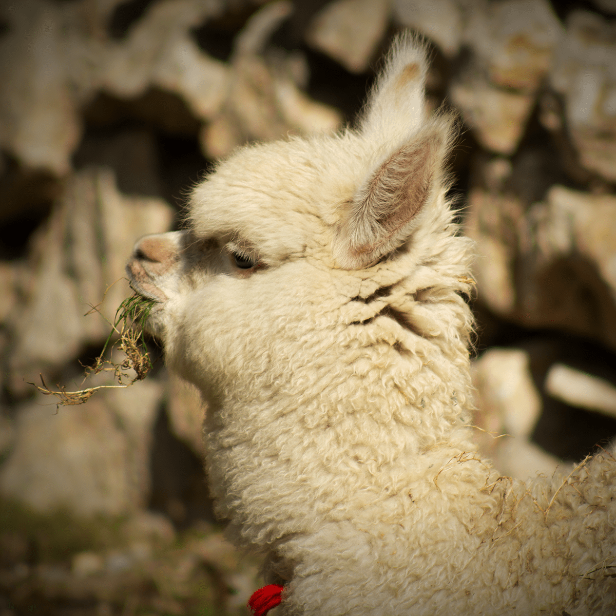 alpaca animales animals Canon foto Fotografia iguana Nikon Photography  vicuña
