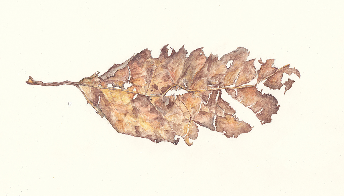 artist artwork autumn Drawing  forest leaf Nature painting   sketch