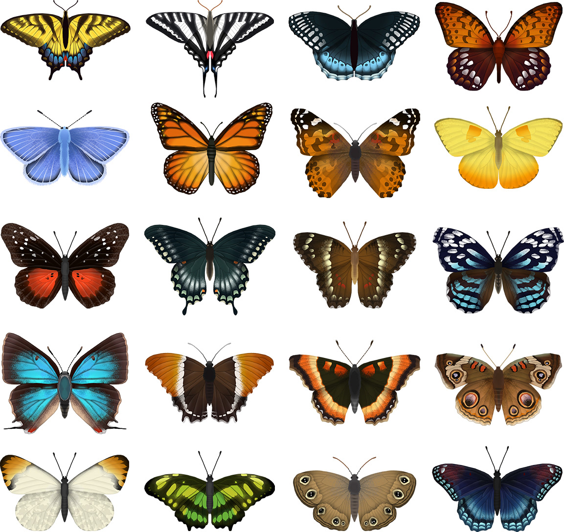 Adobe Portfolio butterfly identification insect.