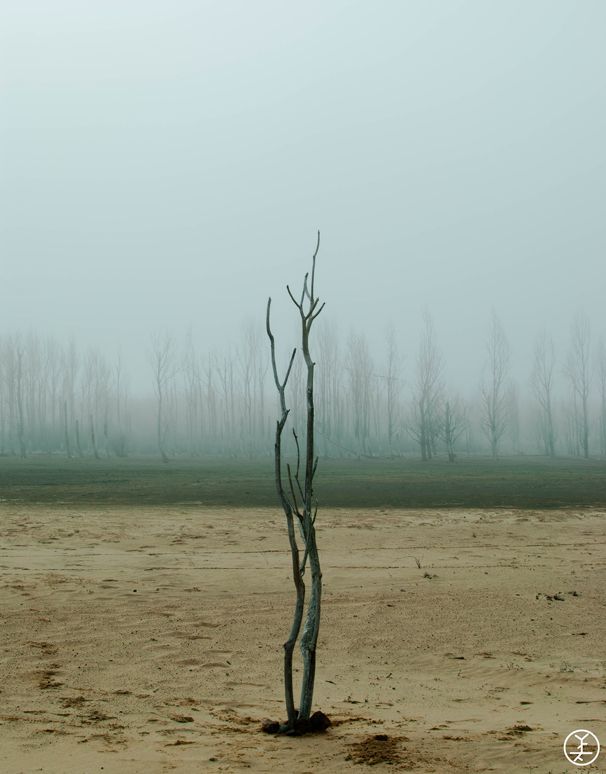 Treemensions Tree  fog mist misterious Nature natural branches death soria