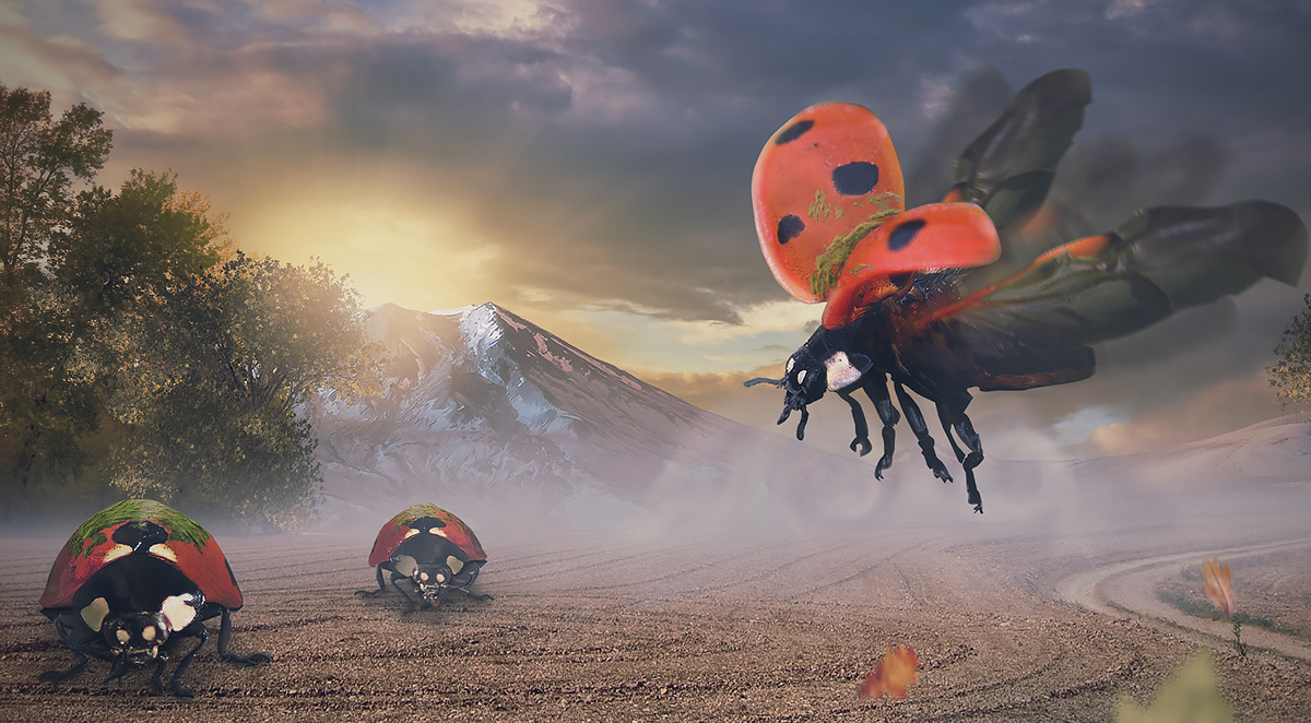 ladybug Marienkäfer Landscape photoshop composing bug artwork Sun