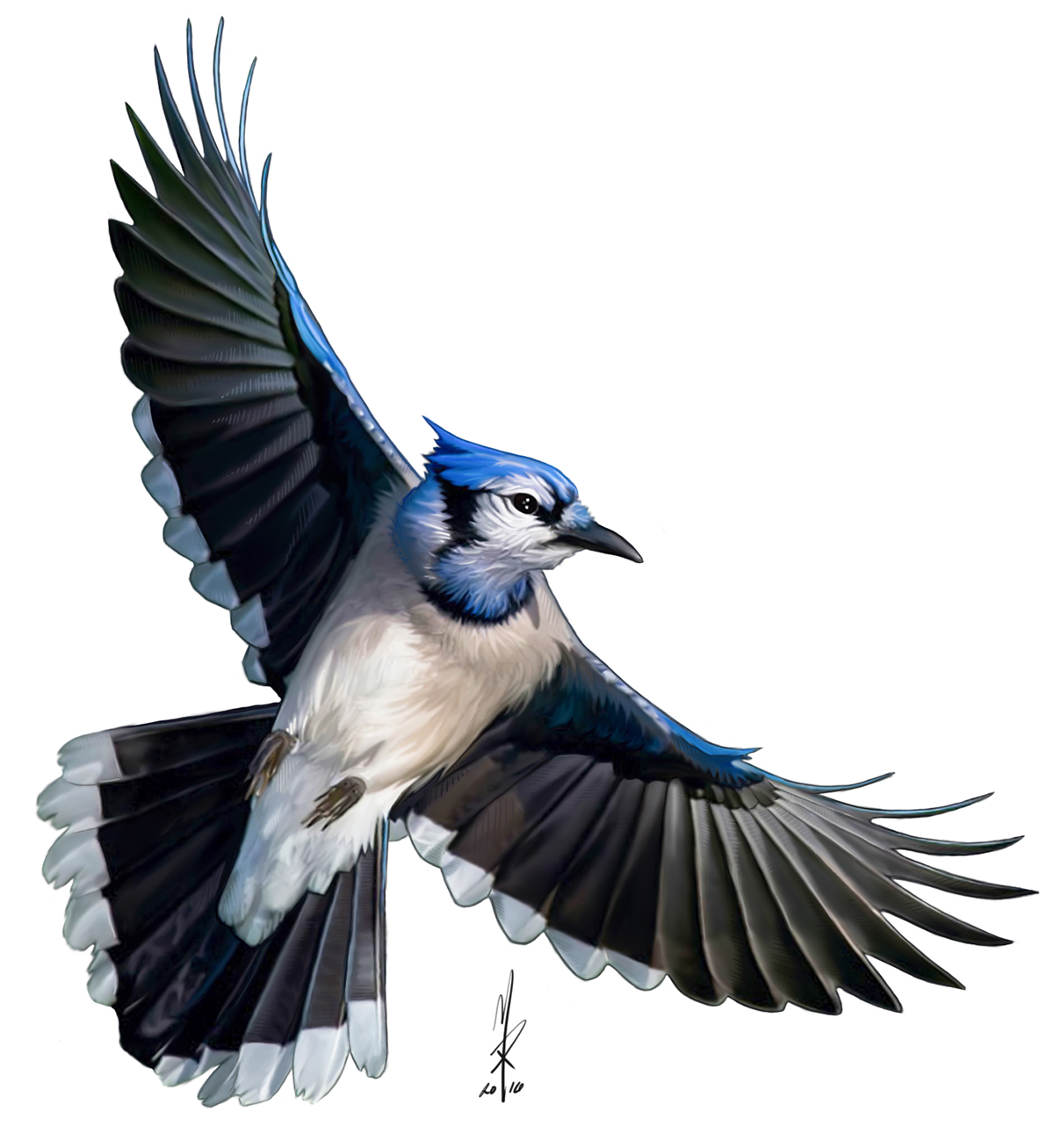 Adobe Portfolio blue jay blue bird