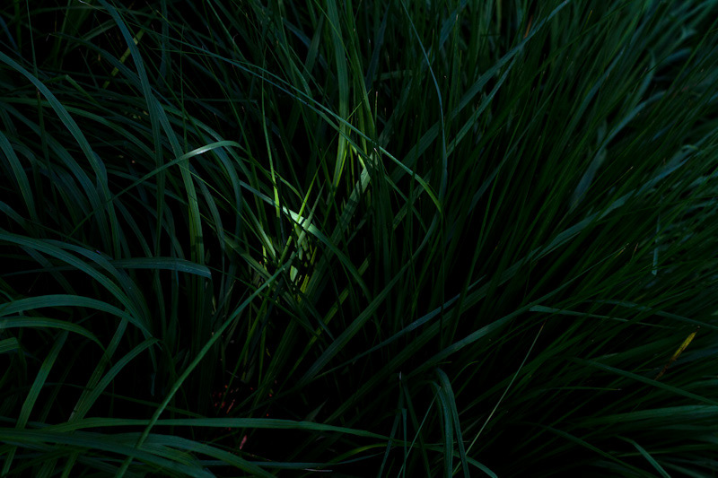 light art Pentax Takumar lense grass Birgitte Rubæk green shadow pattern