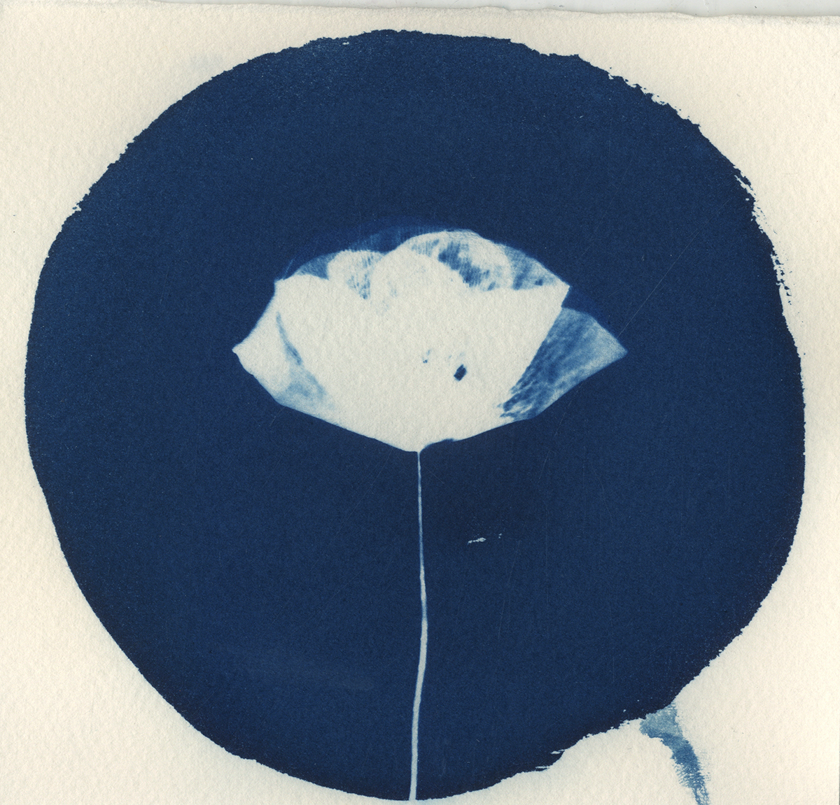 cyanotype iceland alternative Alternative Photography cyan prussian blue poppy Flowers monotype negative 35mm