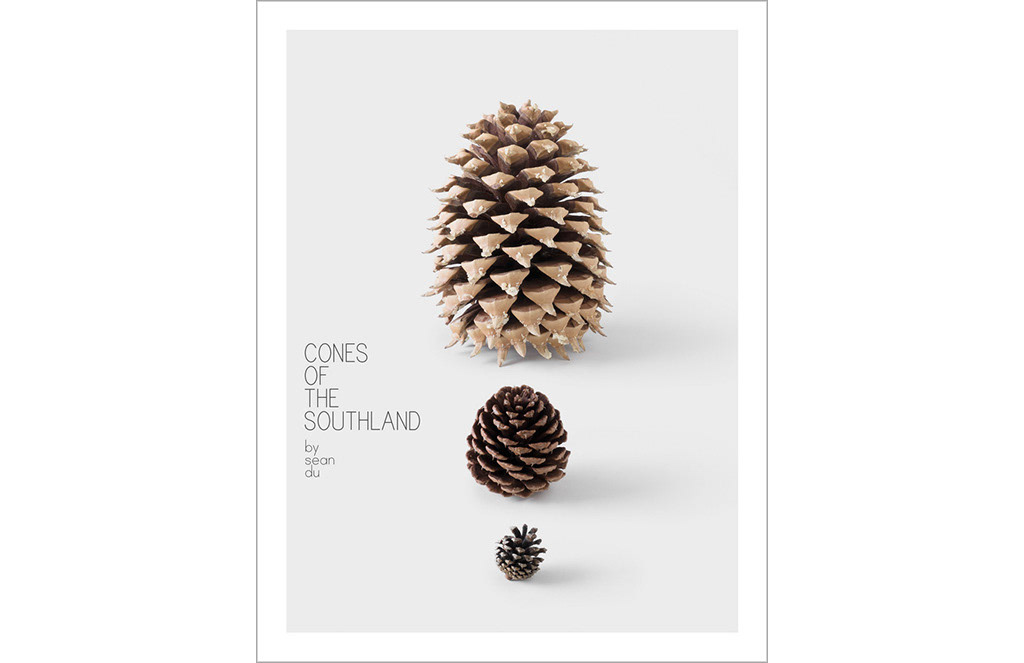 Nature still life pine cones