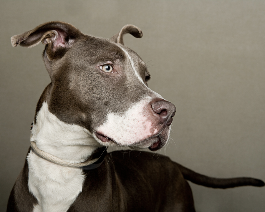 dogs  adoption  mut  pitbull shelter