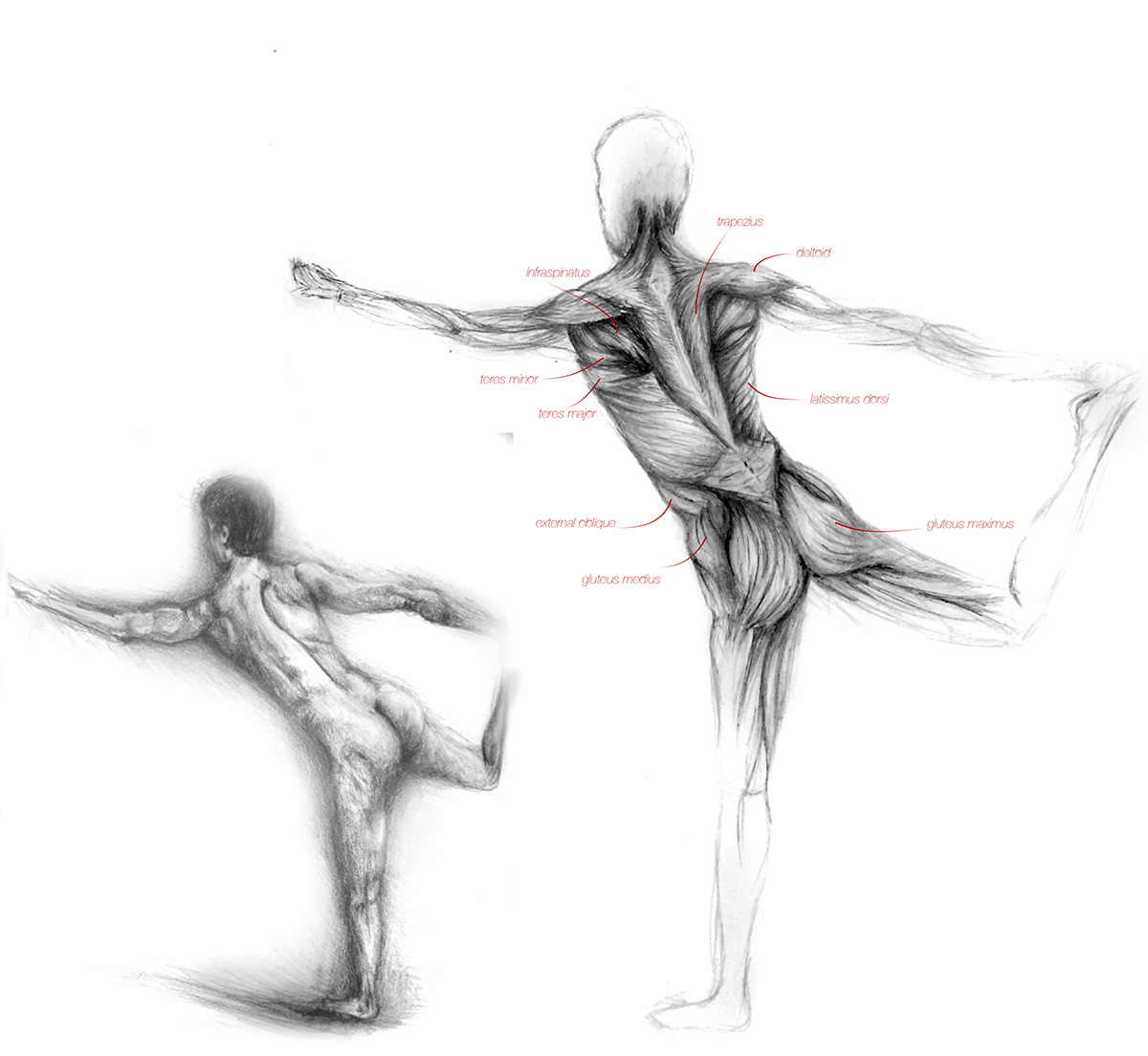 anatomy diagramatic body Yoga Human Form
