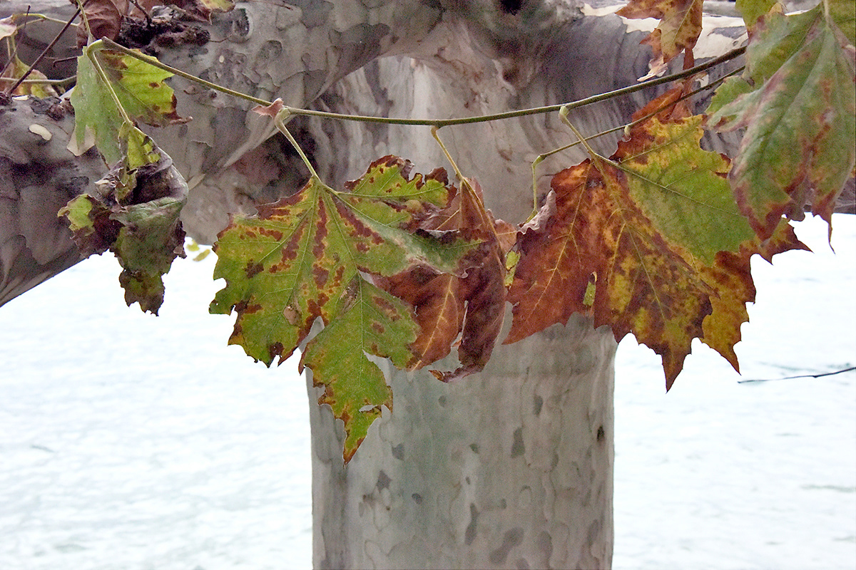 autumn blätter fotografie herbst leaves Photography  wasser water