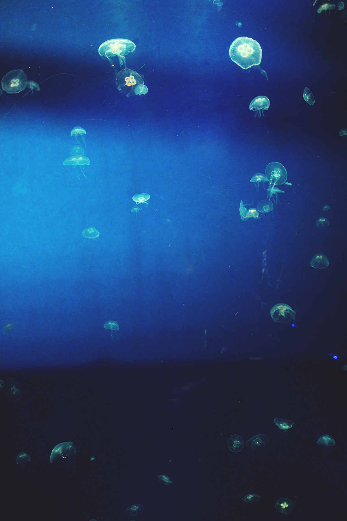 londe medusa