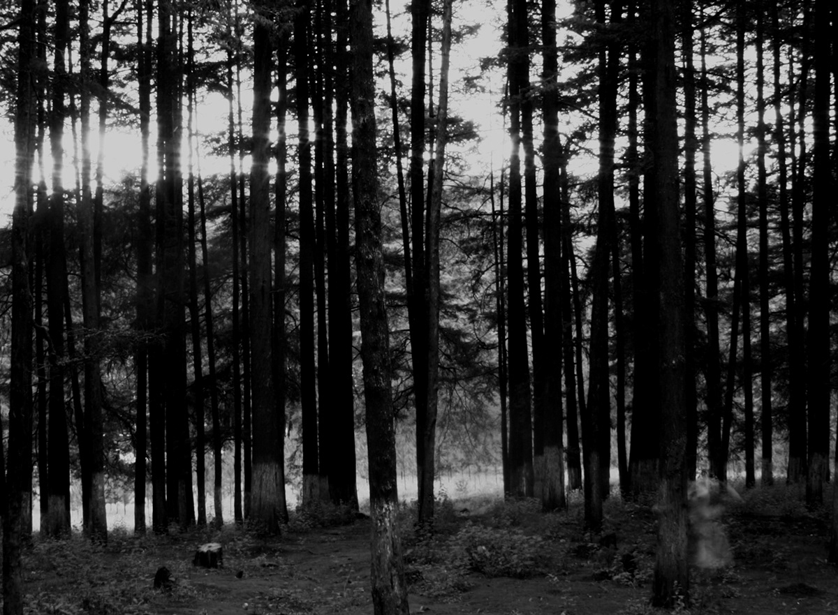 #corpse.gr #Corpse.grPhotography #bosque #Hiloche #blancoynegro