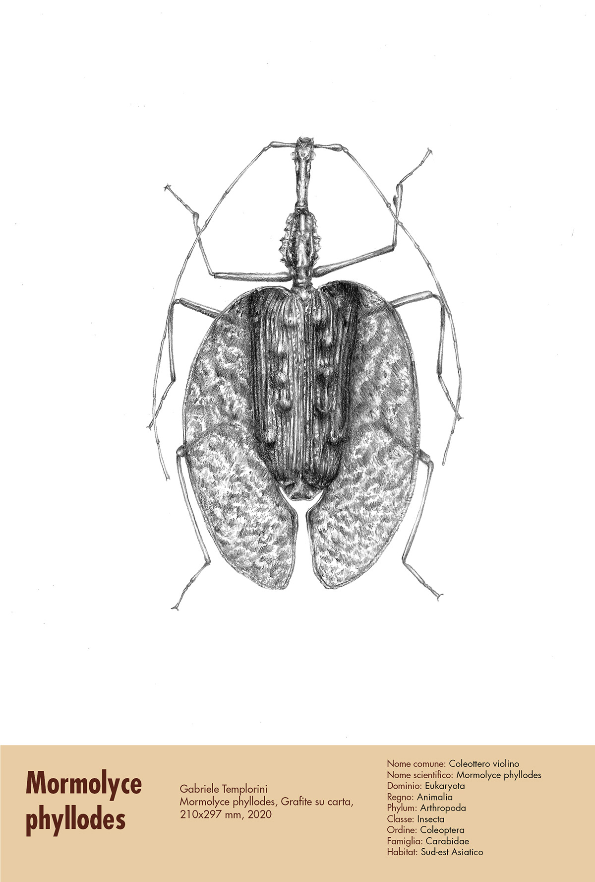 animal illustration illustrazione illustrazione scientifica inchiostro ink matita scientific illustration Vector Illustration watercolor biological illustration