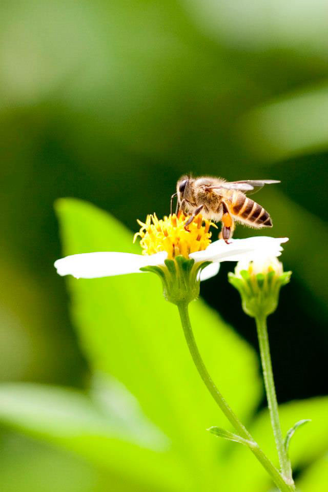 Nature colour yellow animal insect Plant flower bird bee butterfly photo