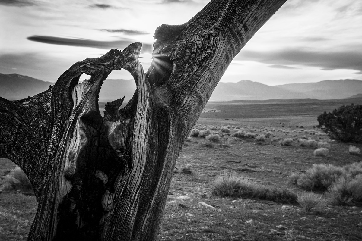 b&w black & white desert horses Nature nevada wildlife