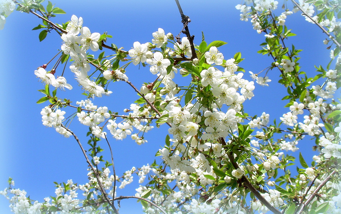 spring Flowers Fruit trees bees the sun trees apricot cherry Apple Tree