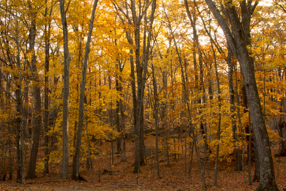 Fall Photography  Rhode Island foliage seasons change autumn boomslice Canon RI