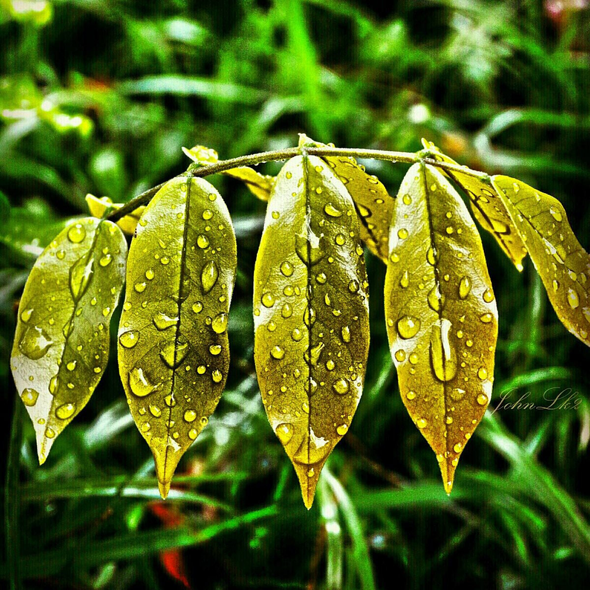 leaf water drop photo
