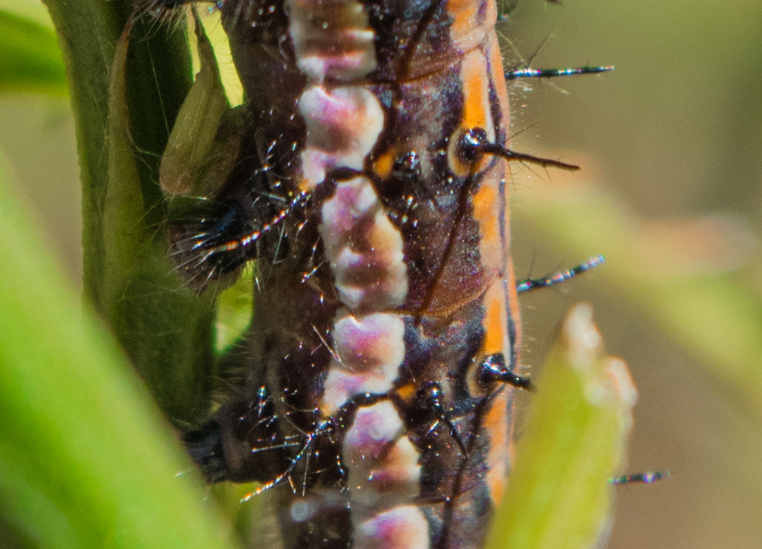 oruga Caterpillar photograpy fotografias naturaleza sopo plaga Plague